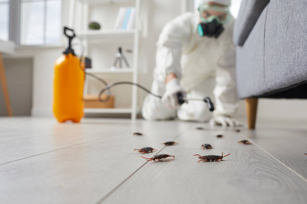 Trusted Bed Bug Control service in Newton, MA - Nex Pest Control